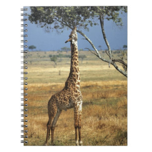 Carnet Afrique, Kenya, Amboseli NP. Un commun, ou Masai,