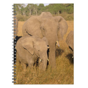 Carnet Afrique, Kenya, Masai Mara. Éléphant d'Afrique