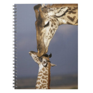 Carnet Afrique, Kenya, Masai Mara. Girafes (Giraffa
