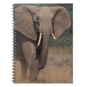 Carnet Afrique, Kenya, Nanyuki, Mpala. Éléphant d'Afrique