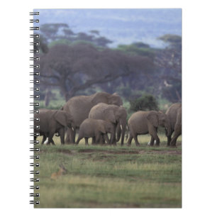 Carnet Afrique, Kenya, Parc national d'Amboseli. Éléphant