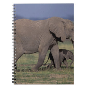Carnet Afrique, Kenya, Parc national d'Amboseli. Éléphant