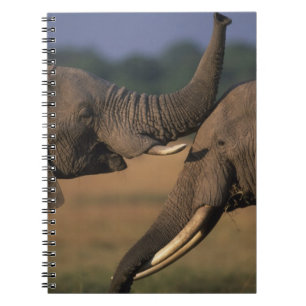 Carnet Afrique, Kenya, Réserve de Masai Mara, Deux Taurea