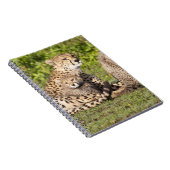 Carnet Afrique. Tanzanie. Cheetah mère et petits 2 (Côté Droit)