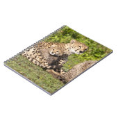 Carnet Afrique. Tanzanie. Cheetah mère et petits 2 (Côté gauche)