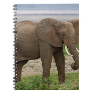 Carnet Afrique. Tanzanie. Éléphant au parc national du la