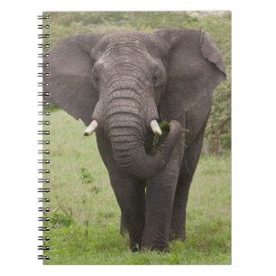 Carnet Afrique Tanzanie Éléphant dans le cratère de Ngoro