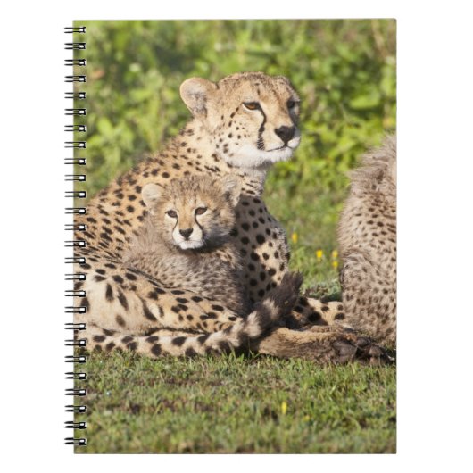 Carnet Afrique. Tanzanie. Guépierre mère et petits 2 (Devant)
