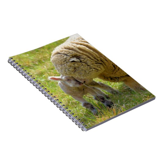 Carnet Agneau Bébé (Côté Droit)