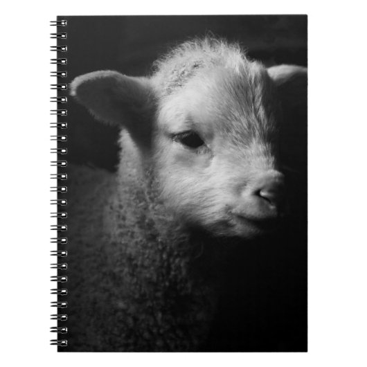 Carnet Agneau nouveau-né (Devant)