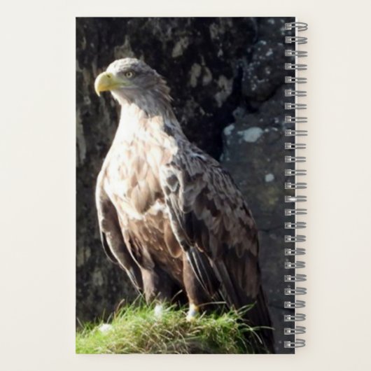 Carnet Aigle à queue blanche rocher côtier faune (Verso)
