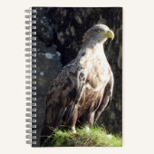 Carnet Aigle à queue blanche rocher côtier faune (Recto)