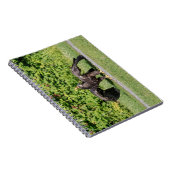 Carnet Aigle à tête blanche juvénile (Côté Droit)