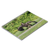 Carnet Aigle à tête blanche juvénile (Côté gauche)