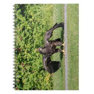 Carnet Aigle à tête blanche juvénile
