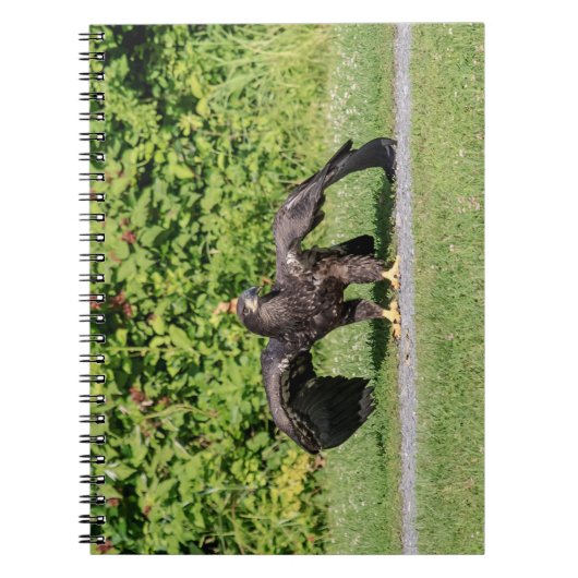 Carnet Aigle à tête blanche juvénile (Devant)