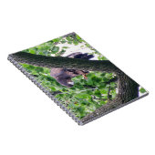 Carnet Aigle à tête blanche juvénile (Côté Droit)