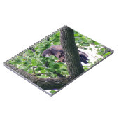 Carnet Aigle à tête blanche juvénile (Côté gauche)