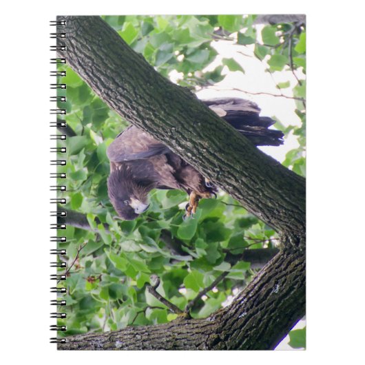 Carnet Aigle à tête blanche juvénile (Devant)