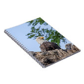 Carnet Aigle à tête blanche sur une branche d'arbre (Côté Droit)