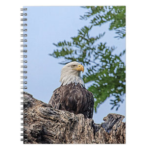 Carnet Aigle à tête blanche sur une branche d'arbre