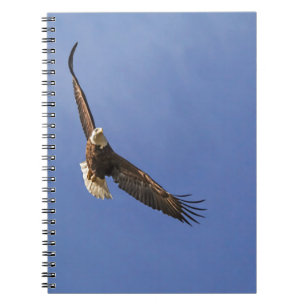 Carnet Aigle chauve