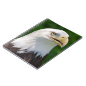 Carnet Aigle de Bald (Côté gauche)