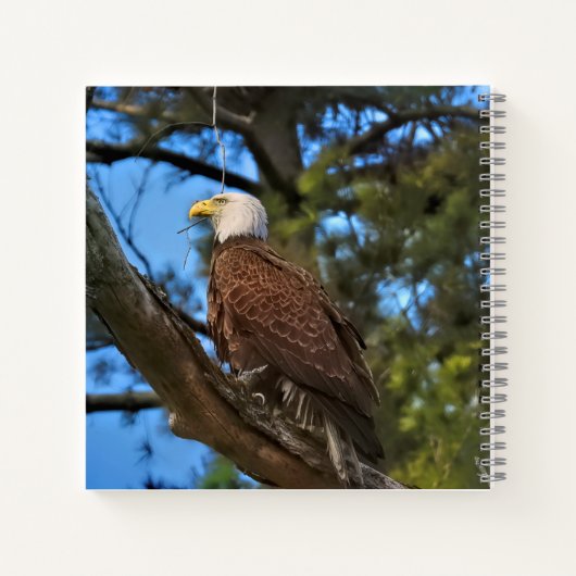 Carnet Aigle mûre majestueux perché dans l'arbre (Dos)