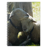 Carnet Aimer Ewe Sheep (Devant)