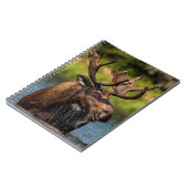 Carnet Allaitement d'orignaux dans le parc national des G (Côté gauche)