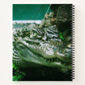 Carnet Alligator (Dos)