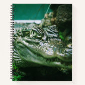 Carnet Alligator (Devant)