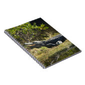 Carnet Alligator de Floride sur une rive herbeuse de mara (Côté Droit)