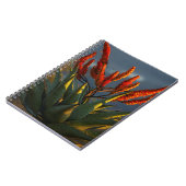 Carnet Aloe de montagne (Aloe Marlothii Berger) (Côté gauche)