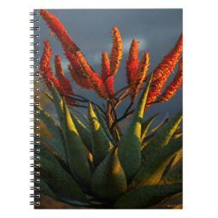 Carnet Aloès des montagnes (Aloe Marlothii Berger)