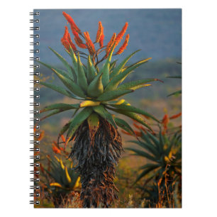 Carnet Aloès des montagnes (Aloe Marlothii Berger) 2