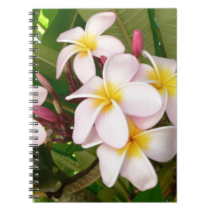 Carnet Aloha le Frangipani hawaïen fleurit des Plumerias