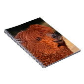 Carnet Alpaca (Côté Droit)