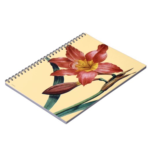 Carnet Amaryllis (Côté gauche)