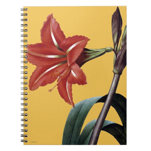 Carnet Amaryllis barrée (Devant)