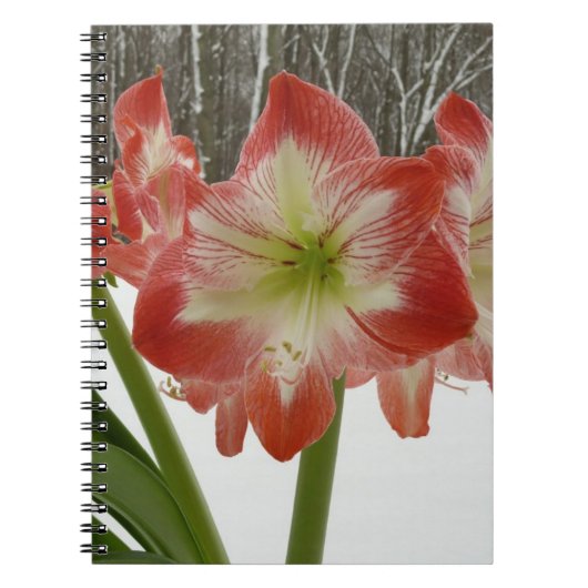 Carnet Amaryllis en Fête Rouge Neige Hiver Floral (Devant)