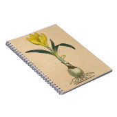 Carnet Amaryllis Tulip Jardin Botanique Fleur (Côté Droit)