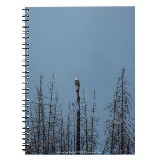 Carnet American Bald Eagle 8974 (Devant)