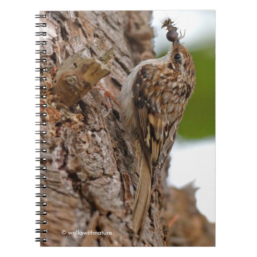 Carnet American Treecreeper avec bug (Devant)