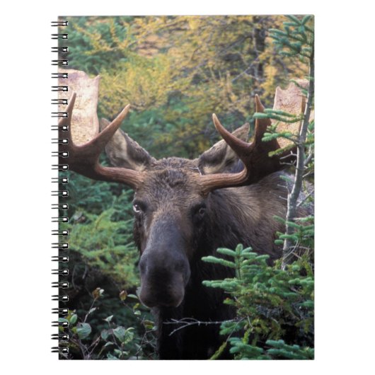 Carnet Amérique du Nord, Canada, Nouvelle-Écosse, Cap-Bre (Devant)