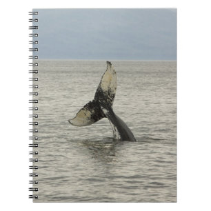 Carnet Amérique du Nord, USA, AK, Passage intérieur. Brou