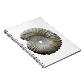 Carnet ammonite (Côté Droit)