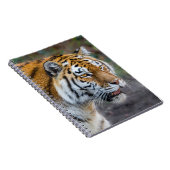 Carnet Amur tiger (Côté Droit)