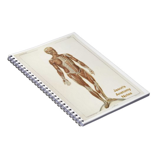 Carnet Anatomie (Côté Droit)