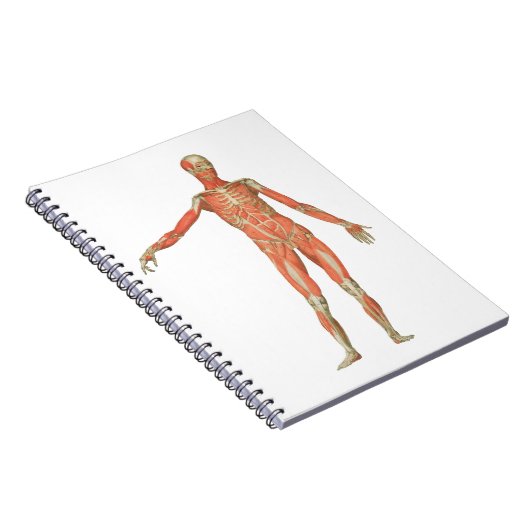 Carnet anatomie du corps humain (Côté Droit)